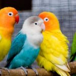 Lovebird