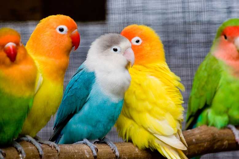 Lovebird